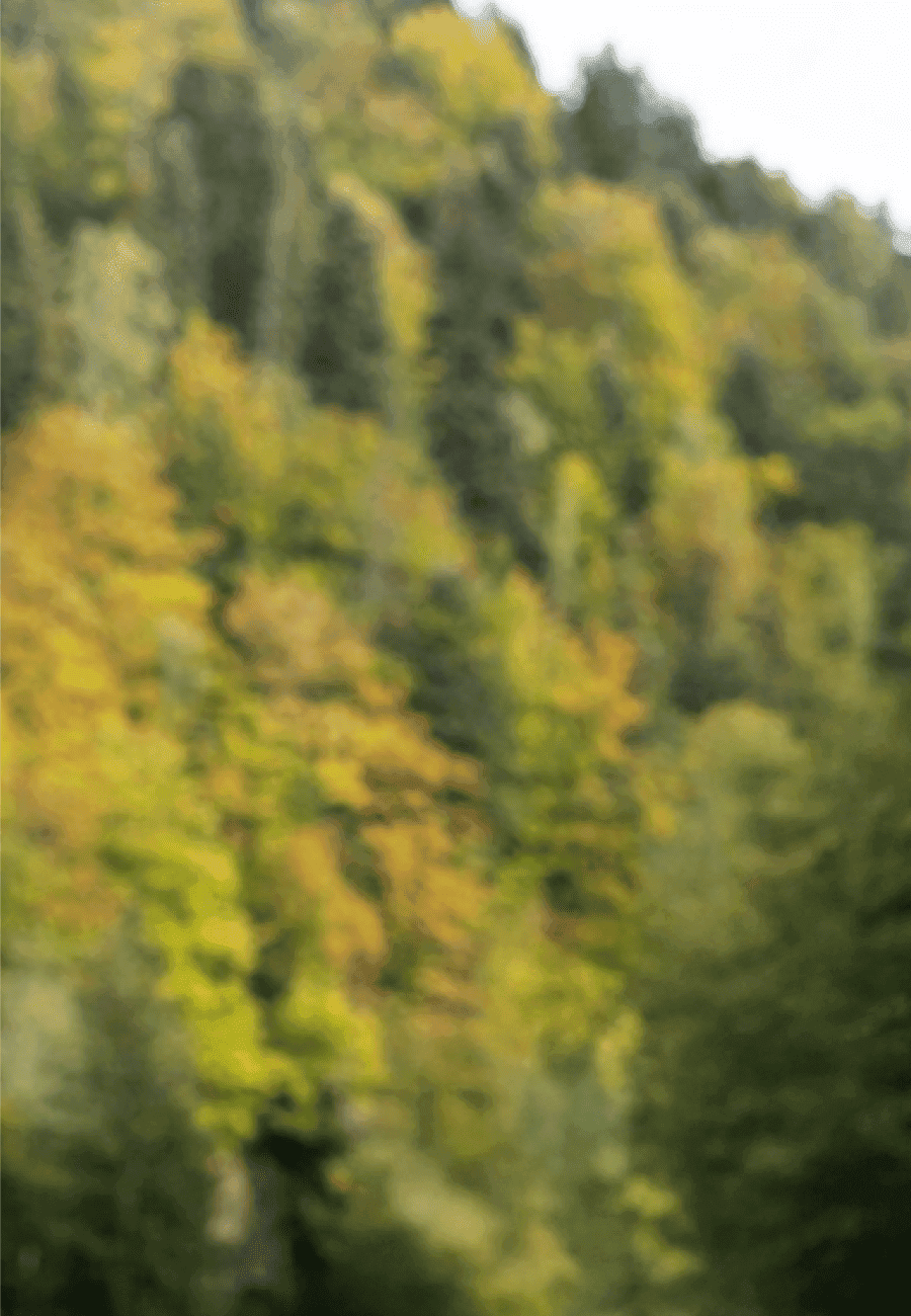 Bosque para caminatas